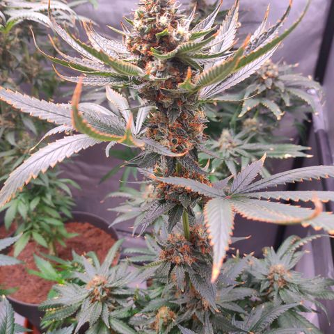 Sugar Bomb Punch #3 growlog timeline photo
