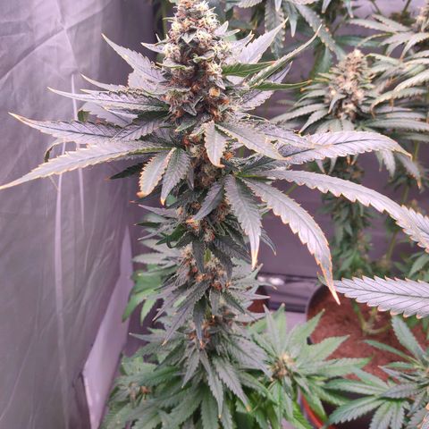 Sugar Bomb Punch #4 growlog timeline photo
