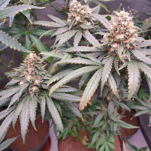 Sugar Bomb Punch #5 growlog timeline photo