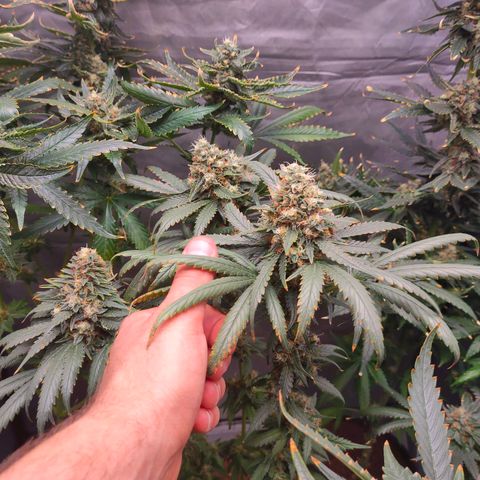 Sugar Bomb Punch #5 growlog timeline photo