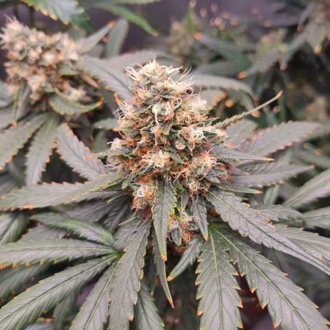 Sugar Bomb Punch #5 growlog timeline photo