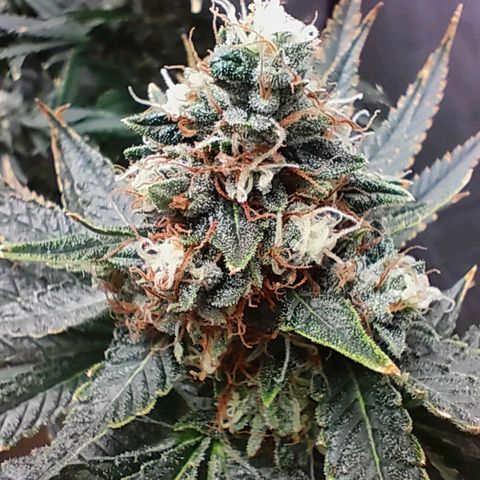 Sugar Bomb Punch #3 growlog timeline photo