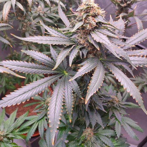 Dos Si Dos 33 growlog timeline photo