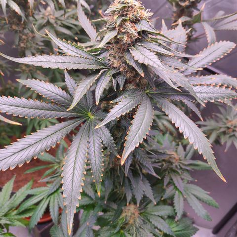 Dos Si Dos 33 growlog timeline photo