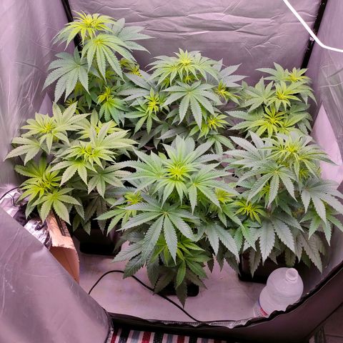 Cheese #2 growlog timeline photo