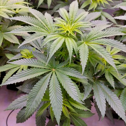 Cheese #5 growlog timeline photo