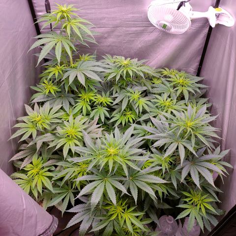 Cheese #2 growlog timeline photo