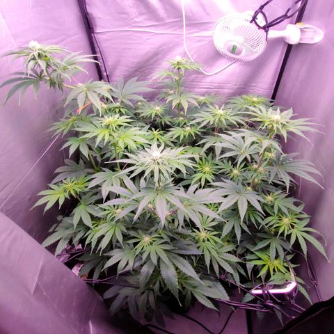 Cheese #2 growlog timeline photo