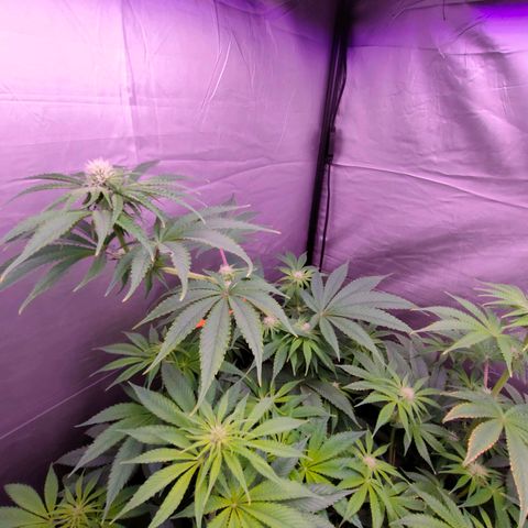 Cheese #1 growlog timeline photo