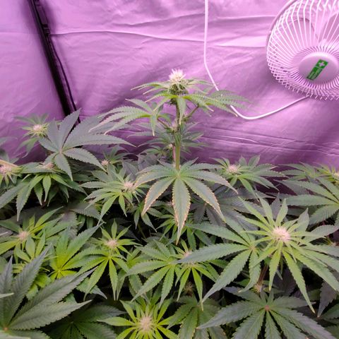 Cheese #2 growlog timeline photo