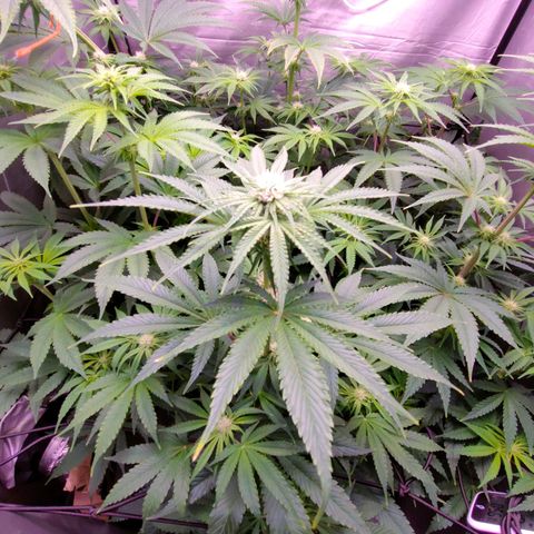 Cheese #5 growlog timeline photo