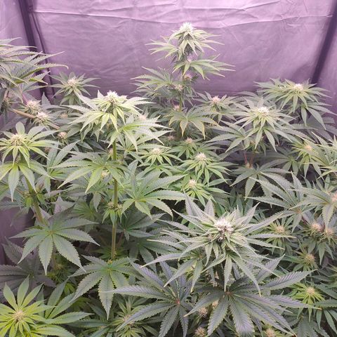 Cheese #2 growlog timeline photo