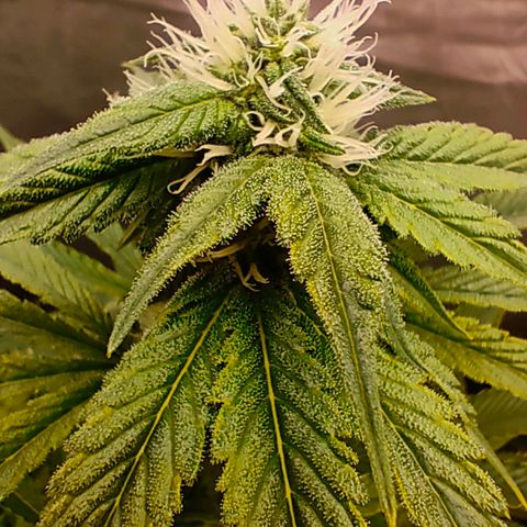 Cheese #2 growlog timeline photo