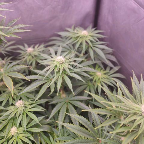 Cheese #2 growlog timeline photo