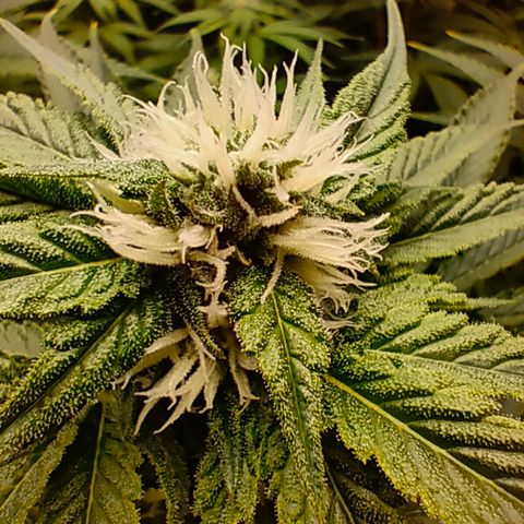 Cheese #2 growlog timeline photo