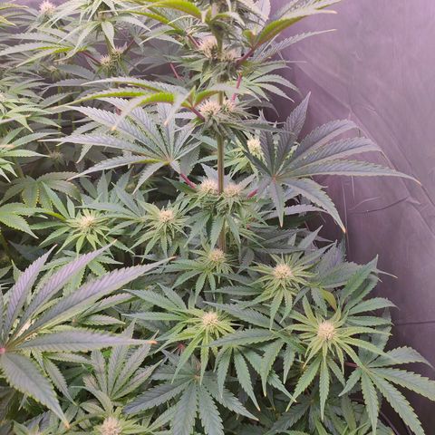 Cheese #2 growlog timeline photo