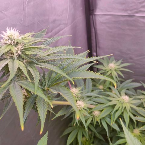 Cheese #2 growlog timeline photo