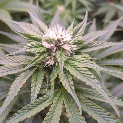 Cheese #2 growlog timeline photo