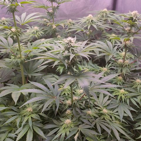 Cheese #2 growlog timeline photo