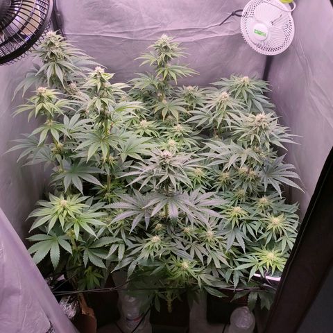 Cheese #2 growlog timeline photo
