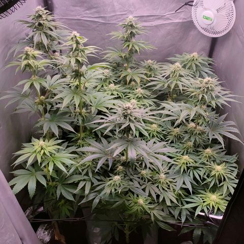 Cheese #2 growlog timeline photo