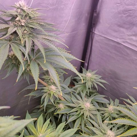 Cheese #1 growlog timeline photo