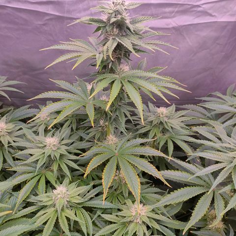 Cheese #2 growlog timeline photo