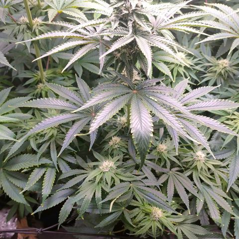 Cheese #5 growlog timeline photo