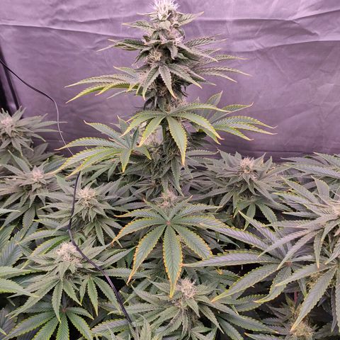 Cheese #2 growlog timeline photo