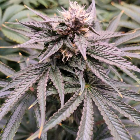 Cheese #5 growlog timeline photo