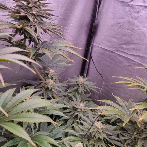 Cheese #1 growlog timeline photo