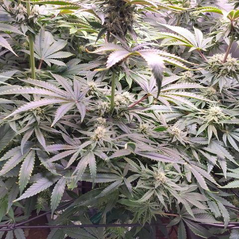 Cheese #5 growlog timeline photo