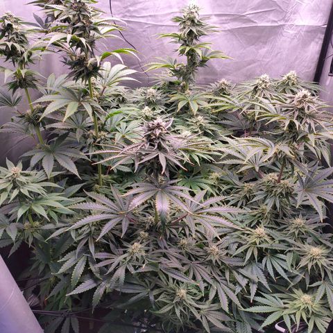 Cheese #2 growlog timeline photo
