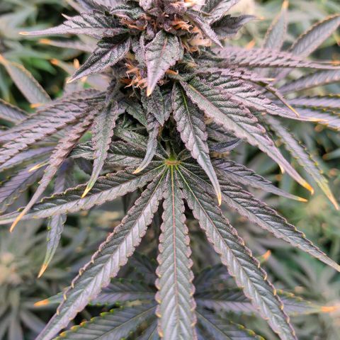 Cheese #5 growlog timeline photo