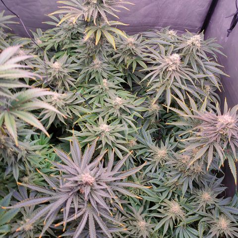 Cheese #2 growlog timeline photo