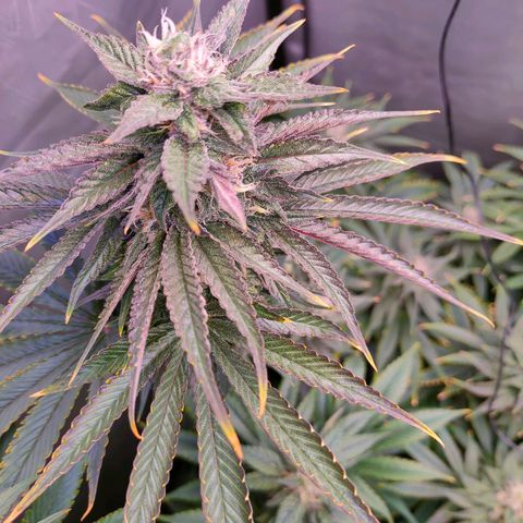 Cheese #1 growlog timeline photo