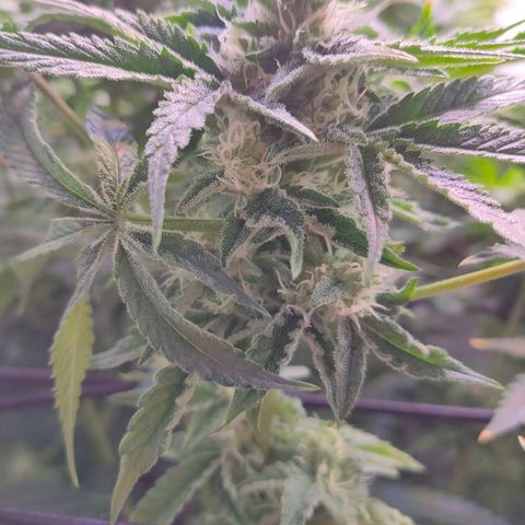 Cheese #5 growlog timeline photo