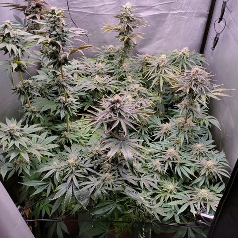 Cheese #2 growlog timeline photo