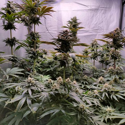 Cheese #2 growlog timeline photo