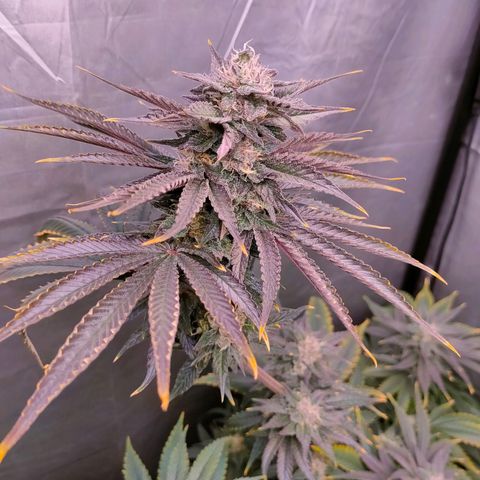 Cheese #1 growlog timeline photo