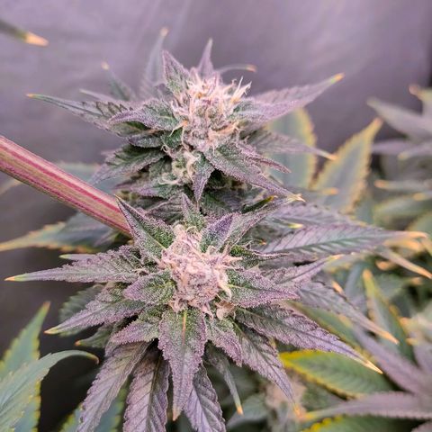 Cheese #1 growlog timeline photo