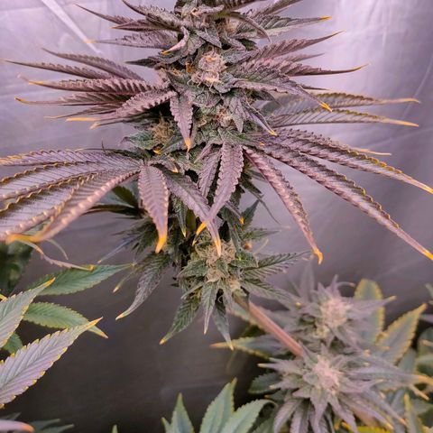 Cheese #1 growlog timeline photo