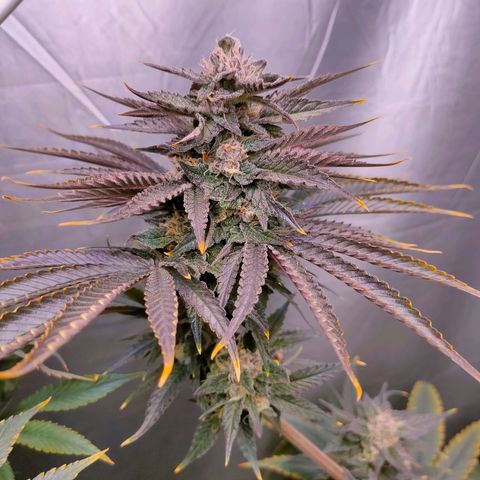 Cheese #1 growlog timeline photo