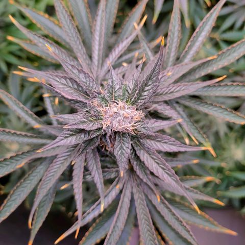 Cheese #5 growlog timeline photo