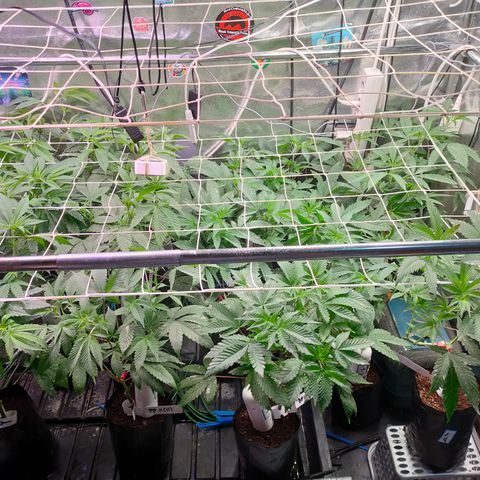 1 Gary growlog timeline photo