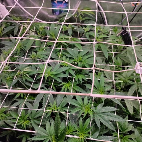 1 Gary growlog timeline photo