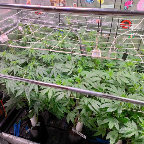 1 Gary growlog timeline photo