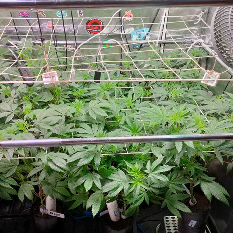 1 Gary growlog timeline photo
