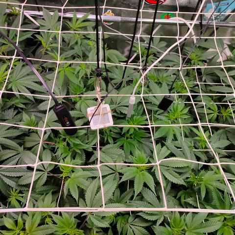 1 Gary growlog timeline photo