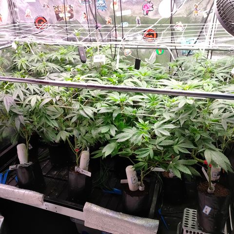 1 Gary growlog timeline photo
